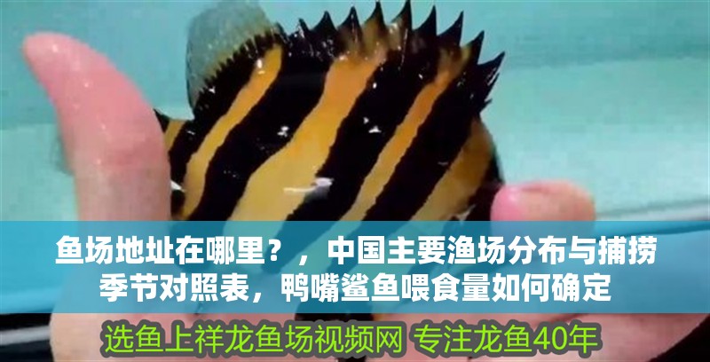 魚場(chǎng)地址在哪里？，中國(guó)主要漁場(chǎng)分布與捕撈季節(jié)對(duì)照表，鴨嘴鯊魚喂食量如何確定