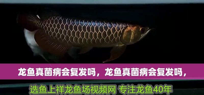 龍魚真菌病會復發嗎，龍魚真菌病會復發嗎，