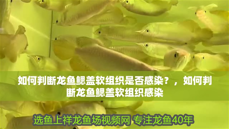 如何判斷龍魚鰓蓋軟組織是否感染?,如何判斷龍魚鰓蓋軟組織感染