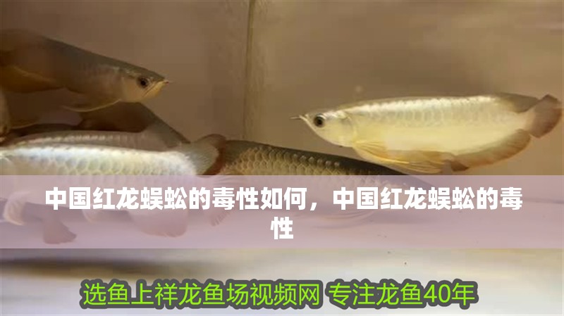 中國(guó)紅龍蜈蚣的毒性如何，中國(guó)紅龍蜈蚣的毒性