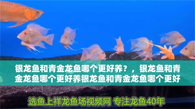 銀龍魚和青金龍魚哪個更好養(yǎng)？，銀龍魚和青金龍魚哪個更好養(yǎng)銀龍魚和青金龍魚哪個更好養(yǎng)
