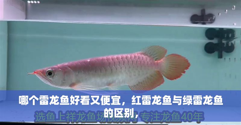 哪個雷龍魚好看又便宜，紅雷龍魚與綠雷龍魚的區別，