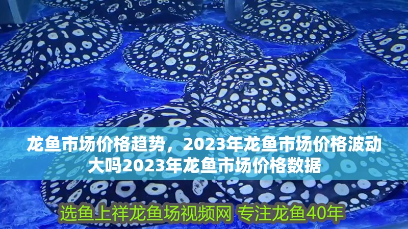 龍魚(yú)市場(chǎng)價(jià)格趨勢(shì)，2023年龍魚(yú)市場(chǎng)價(jià)格波動(dòng)大嗎2023年龍魚(yú)市場(chǎng)價(jià)格數(shù)據(jù)