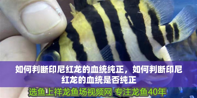 如何判斷印尼紅龍的血統(tǒng)純正，如何判斷印尼紅龍的血統(tǒng)是否純正