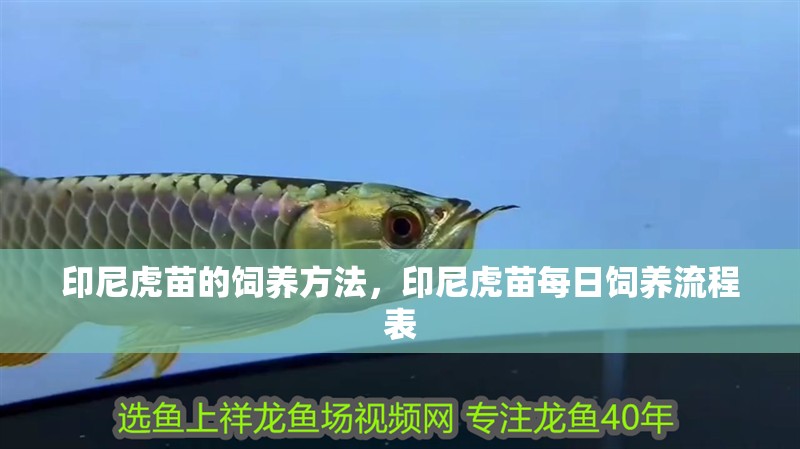印尼虎苗的飼養(yǎng)方法，印尼虎苗每日飼養(yǎng)流程表