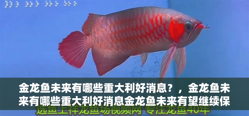 金龍魚未來有哪些重大利好消息？，金龍魚未來有哪些重大利好消息金龍魚未來有望繼續(xù)保持穩(wěn)健增長