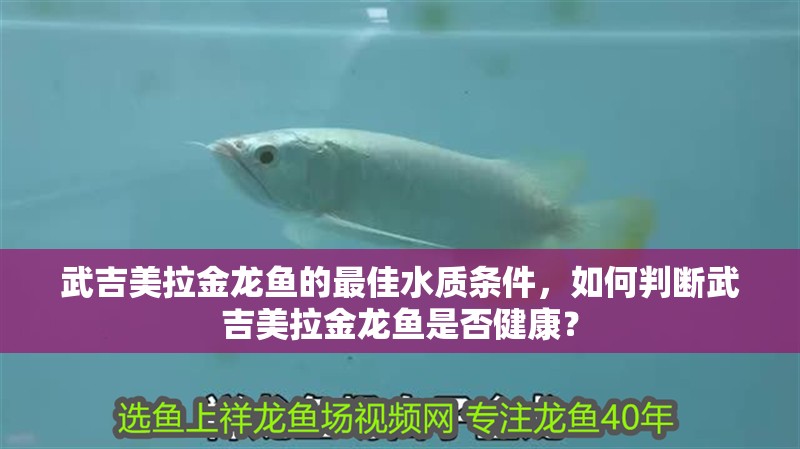 武吉美拉金龍魚的最佳水質條件，如何判斷武吉美拉金龍魚是否健康？