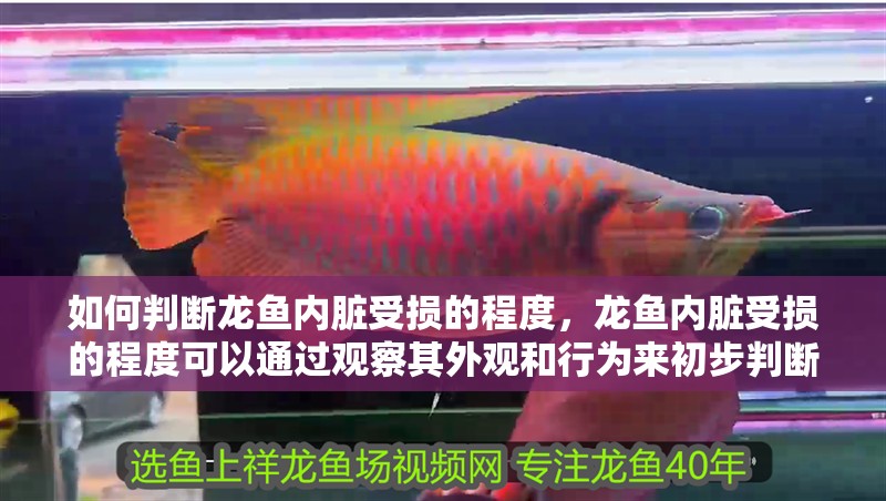 如何判斷龍魚內臟受損的程度，龍魚內臟受損的程度可以通過觀察其外觀和行為來初步判斷