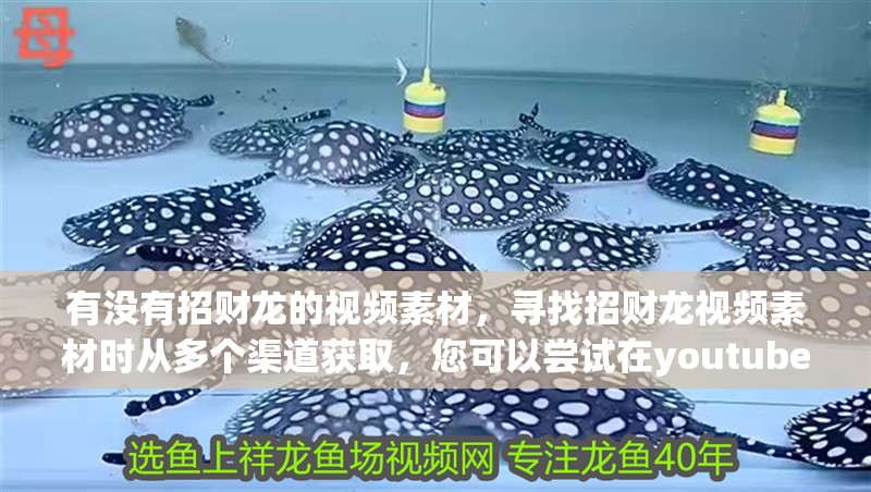 有沒有招財龍的視頻素材，尋找招財龍視頻素材時從多個渠道獲取，您可以嘗試在youtube上搜索