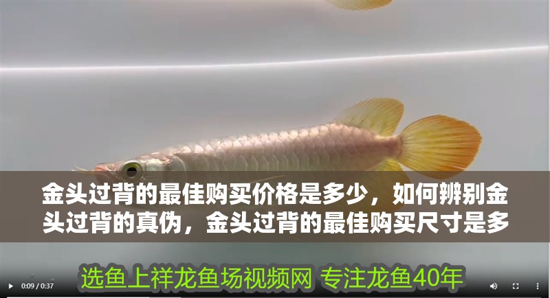 金頭過背的最佳購買價格是多少，如何辨別金頭過背的真偽，金頭過背的最佳購買尺寸是多少
