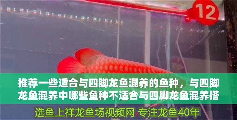 推薦一些適合與四腳龍魚混養(yǎng)的魚種,與四腳龍魚混養(yǎng)中哪些魚種不適合與四腳龍魚混養(yǎng)搭配清單
