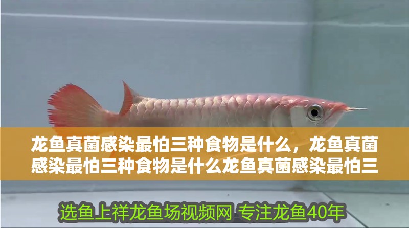 龍魚真菌感染最怕三種食物是什么，龍魚真菌感染最怕三種食物是什么龍魚真菌感染最怕三種食物是什么