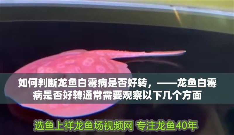 如何判斷龍魚白霉病是否好轉，——龍魚白霉病是否好轉通常需要觀察以下幾個方面