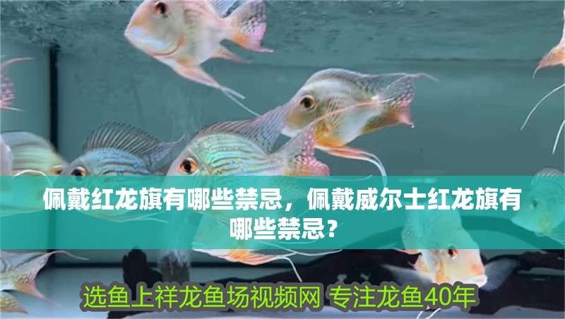佩戴紅龍旗有哪些禁忌,佩戴威爾士紅龍旗有哪些禁忌?