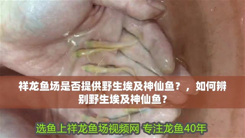祥龍魚場是否提供野生埃及神仙魚？，如何辨別野生埃及神仙魚？