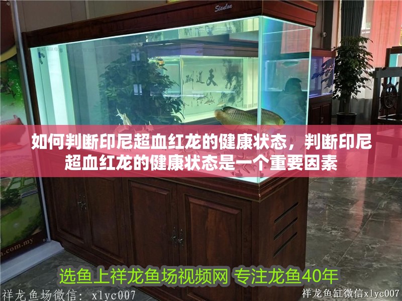 如何判斷印尼超血紅龍的健康狀態(tài)，判斷印尼超血紅龍的健康狀態(tài)是一個重要因素
