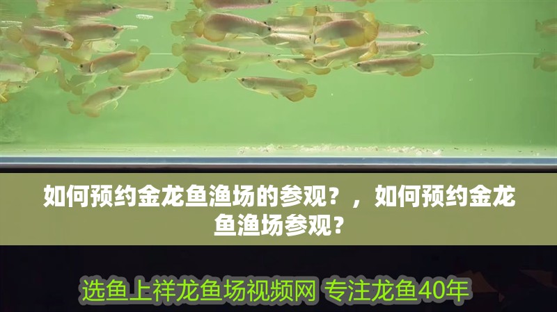 如何預約金龍魚漁場的參觀？，如何預約金龍魚漁場參觀？