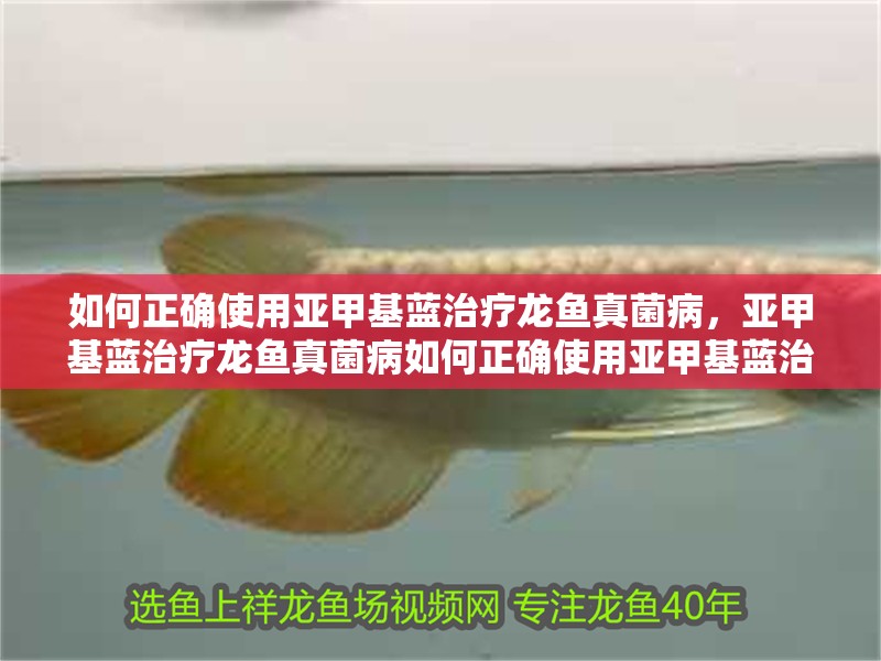 如何正確使用亞甲基藍治療龍魚真菌病，亞甲基藍治療龍魚真菌病如何正確使用亞甲基藍治療龍魚真菌病