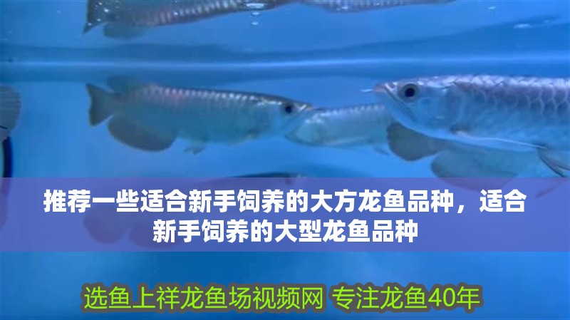 推薦一些適合新手飼養的大方龍魚品種，適合新手飼養的大型龍魚品種