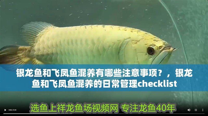 銀龍魚和飛鳳魚混養有哪些注意事項?,銀龍魚和飛鳳魚混養的日常管理checklist