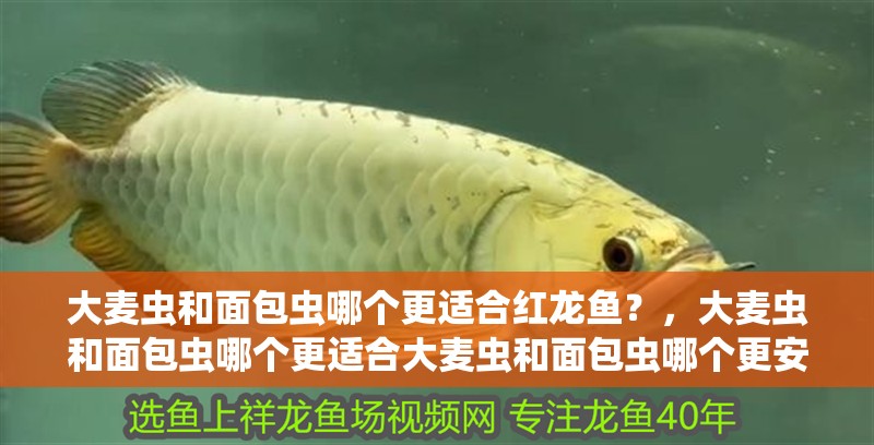大麥蟲和面包蟲哪個(gè)更適合紅龍魚?,大麥蟲和面包蟲哪個(gè)更適合大麥蟲和面包蟲哪個(gè)更安全