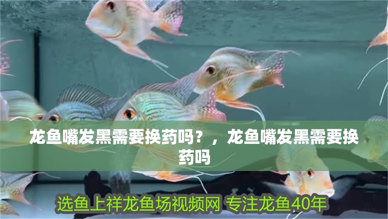 龍魚嘴發黑需要換藥嗎？，龍魚嘴發黑需要換藥嗎