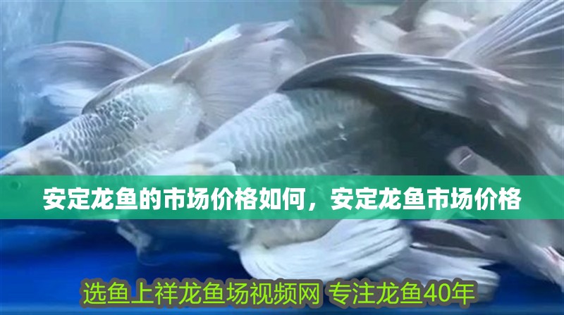 安定龍魚的市場價格如何,安定龍魚市場價格