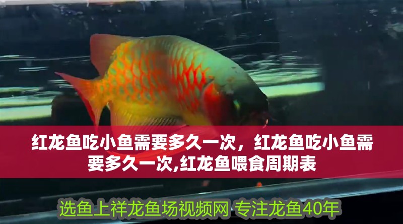 紅龍魚吃小魚需要多久一次，紅龍魚吃小魚需要多久一次,紅龍魚喂食周期表