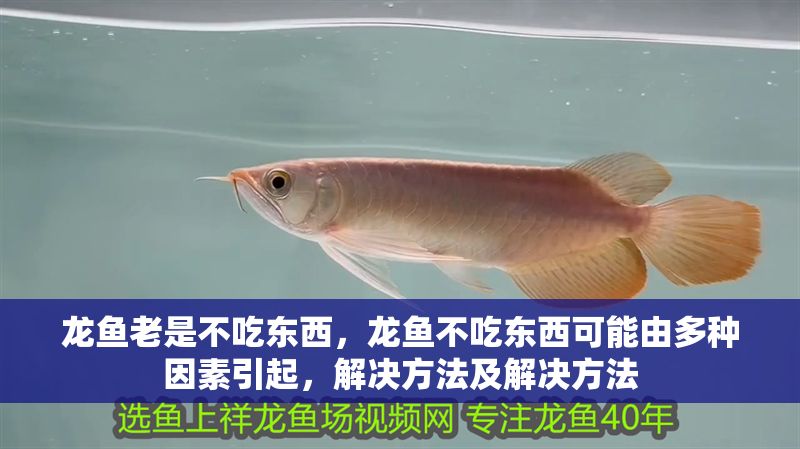龍魚老是不吃東西，龍魚不吃東西可能由多種因素引起，解決方法及解決方法