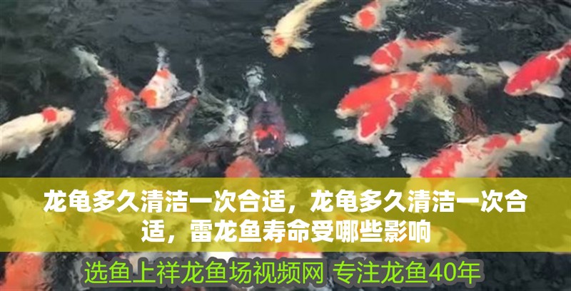 龍龜多久清潔一次合適，龍龜多久清潔一次合適，雷龍魚(yú)壽命受哪些影響