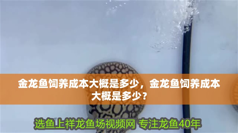 金龍魚飼養成本大概是多少，金龍魚飼養成本大概是多少？