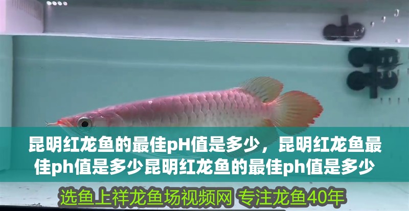 昆明紅龍魚的最佳pH值是多少，昆明紅龍魚最佳ph值是多少昆明紅龍魚的最佳ph值是多少