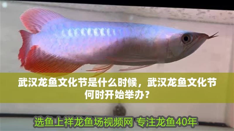 武漢龍魚文化節是什么時候,武漢龍魚文化節何時開始舉辦?