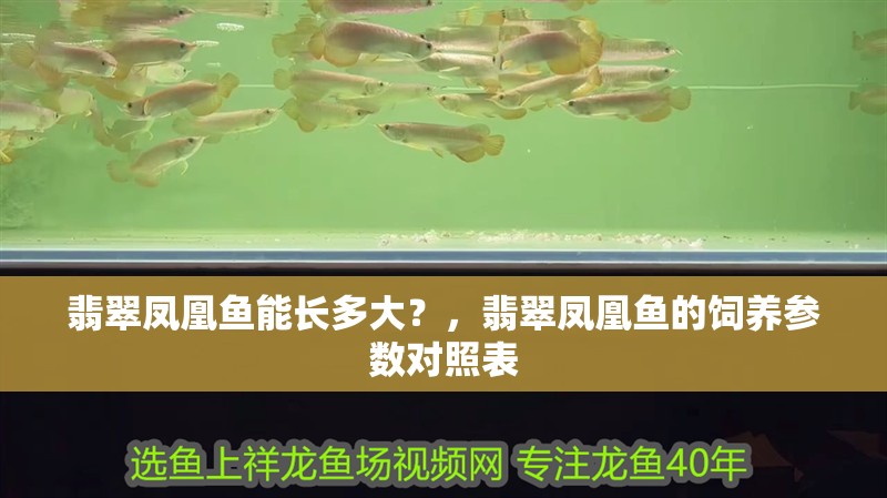 翡翠鳳凰魚能長多大？，翡翠鳳凰魚的飼養(yǎng)參數(shù)對照表