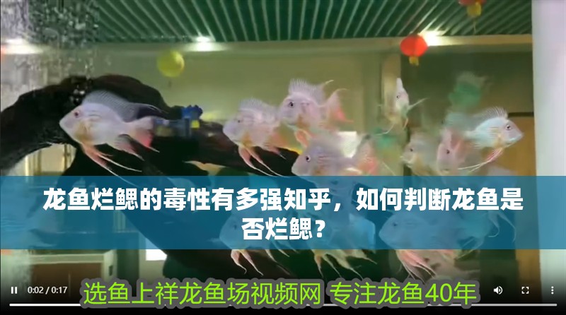 龍魚爛鰓的毒性有多強知乎，如何判斷龍魚是否爛鰓？