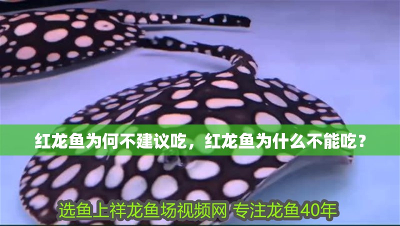 紅龍魚為何不建議吃，紅龍魚為什么不能吃？