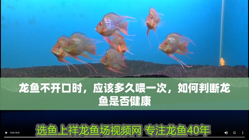 龍魚不開口時,應(yīng)該多久喂一次,如何判斷龍魚是否健康