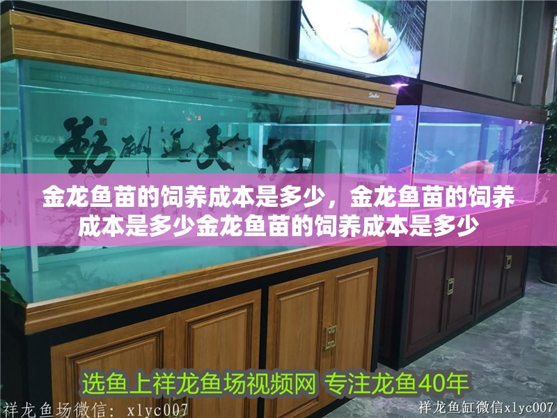 金龍魚苗的飼養成本是多少，金龍魚苗的飼養成本是多少金龍魚苗的飼養成本是多少