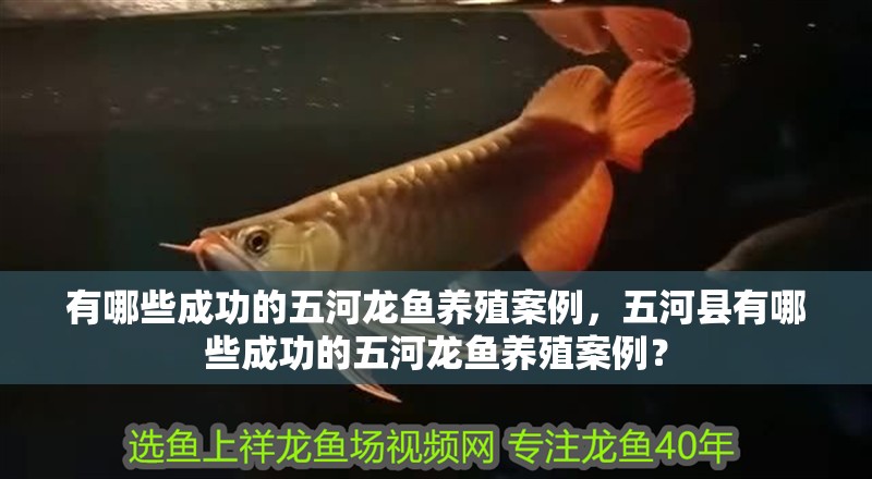 有哪些成功的五河龍魚(yú)養(yǎng)殖案例，五河縣有哪些成功的五河龍魚(yú)養(yǎng)殖案例？