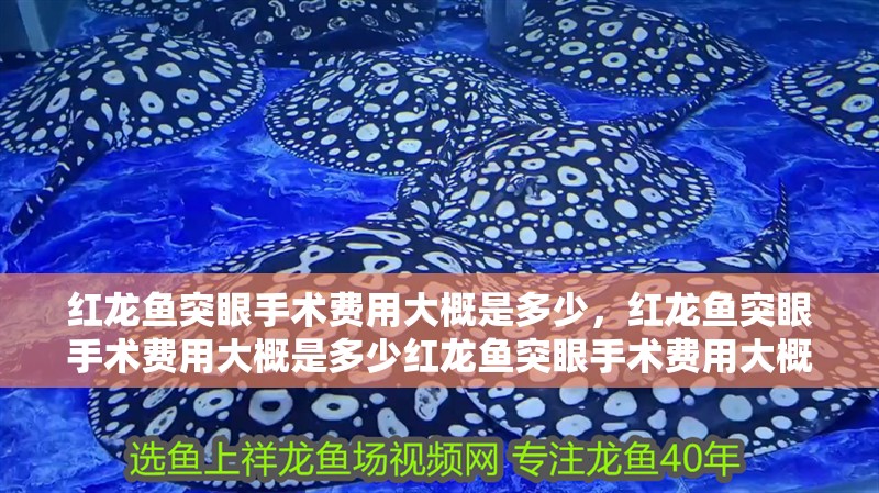 紅龍魚突眼手術費用大概是多少，紅龍魚突眼手術費用大概是多少紅龍魚突眼手術費用大概是多少