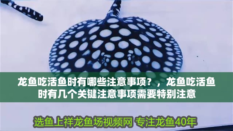龍魚吃活魚時有哪些注意事項？，龍魚吃活魚時有幾個關鍵注意事項需要特別注意
