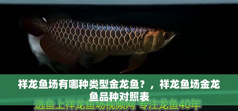 祥龍魚場有哪種類型金龍魚？，祥龍魚場金龍魚品種對照表