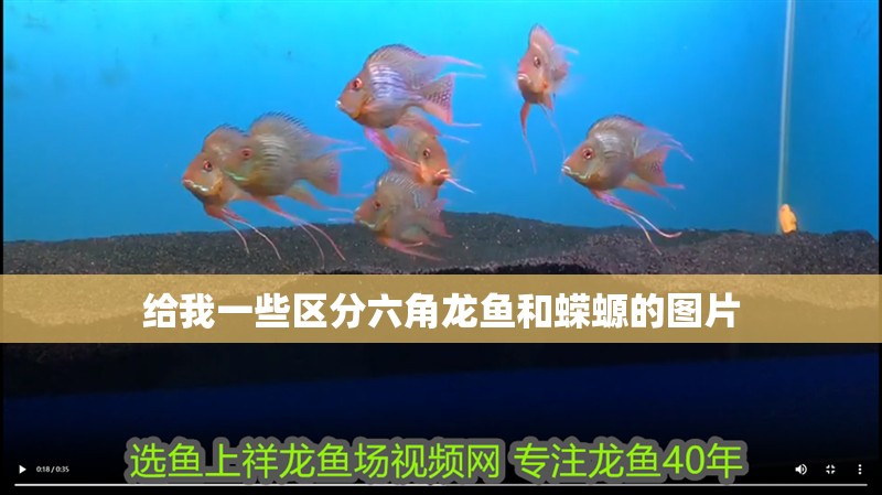 給我一些區(qū)分六角龍魚(yú)和蠑螈的圖片
