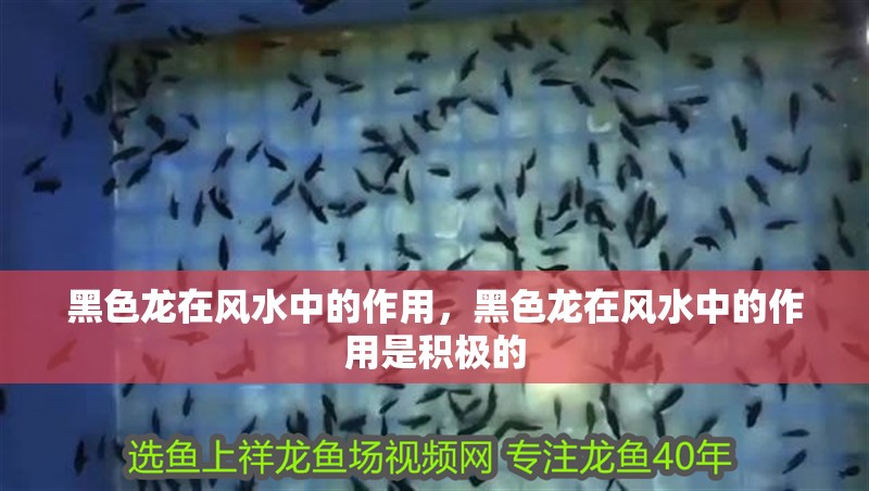 黑色龍在風(fēng)水中的作用,黑色龍在風(fēng)水中的作用是積極的