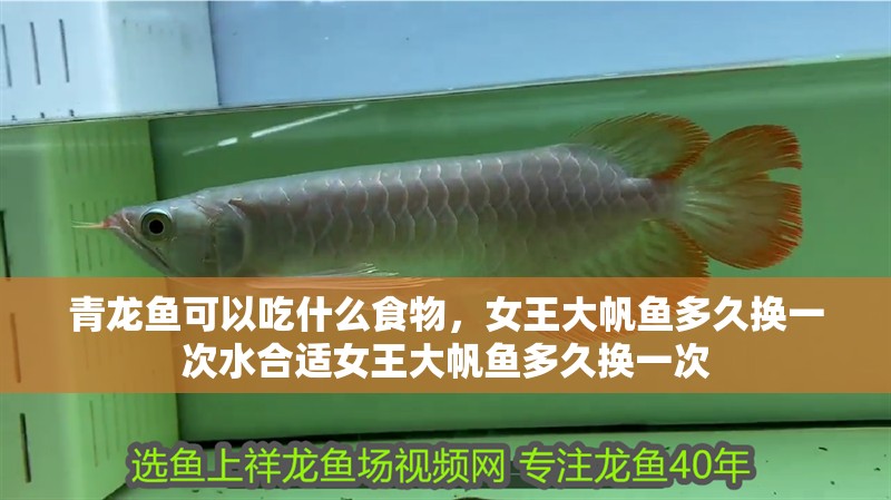 青龍魚可以吃什么食物，女王大帆魚多久換一次水合適女王大帆魚多久換一次