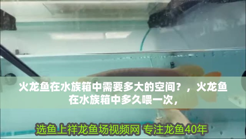 火龍魚在水族箱中需要多大的空間？，火龍魚在水族箱中多久喂一次，