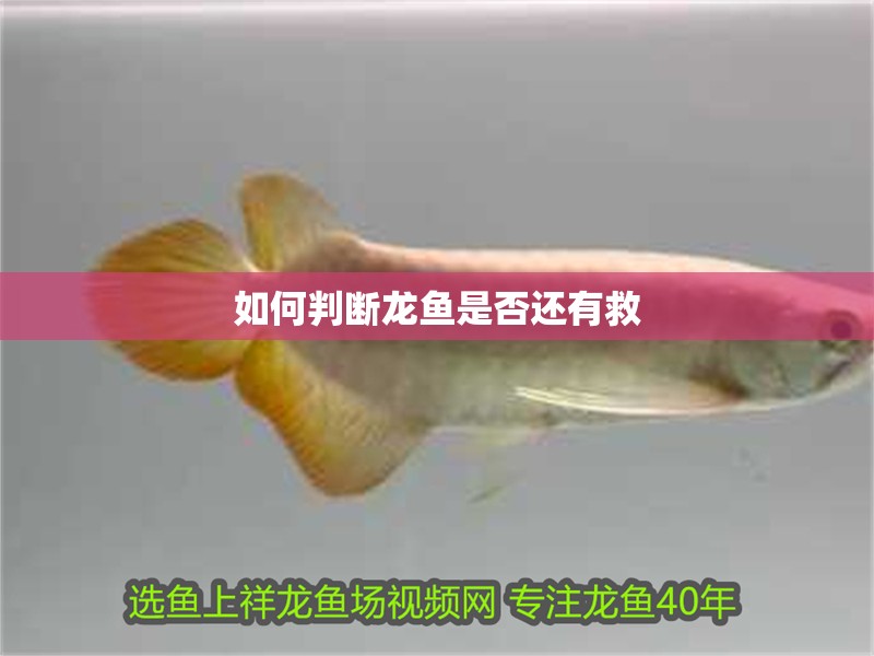如何判斷龍魚是否還有救