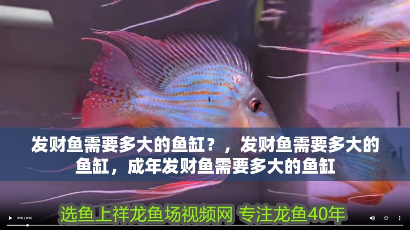 發財魚需要多大的魚缸？，發財魚需要多大的魚缸，成年發財魚需要多大的魚缸