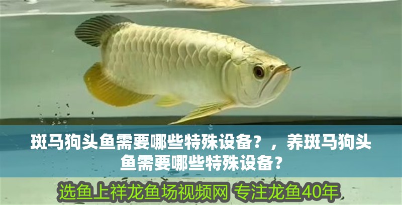 斑馬狗頭魚需要哪些特殊設備？，養斑馬狗頭魚需要哪些特殊設備？