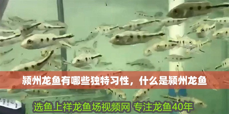 潁州龍魚有哪些獨特習性，什么是潁州龍魚